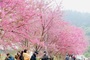 Cherry blossoms cover Moc Chau Plateau