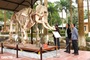 Two Asian elephant skeletons preserved at Pu Mat National Park