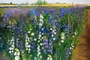'Creative Journeys' art exhibition connects Vietnam and Singapore