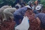 Public support truck driver after lychee spill