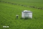 Mekong Delta moves toward low-emission, climate-friendly farming