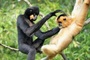 Cat Tien National Park honored with four international ecotourism awards
