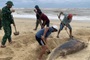 Dead 150-kg dolphin washes ashore on Nhat Le Beach