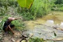 Wild elephants spotted in Lam Dong, bear attacks man in Danang