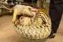 Danang resident hands over rare pangolin found in garden