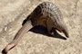 Rare pangolin wanders into home in Dak Lak