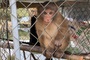 Phu Tho resident hands over rhesus macaque for release
