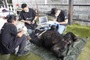 Moon bear rescued after more than 25 years in captivity
