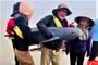 Ha Tinh fishermen release two dolphins caught in nets