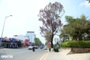 Road works blamed for deaths of camphor trees in Dalat