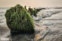 Moss-covered ancient shipwreck off Hoi An awaits excavation