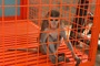 Endangered macaque found illegally kept in Phu Tho