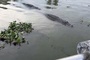 Two 100-kg crocodiles spotted in southern Vietnam river