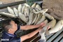 Sudden water changes suspected in mass fish deaths on Lam River
