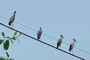 Rare Asian openbill storks identified at Gia Lai eco-tourism site