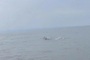 Rare pink dolphins spotted off Haiphong coast