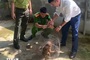 Rare red-faced monkey released back into wild in Nghe An