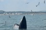 Pair of whales spotted feeding off Dak Lak coast