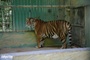 Rescued tigers at Phong Nha-Ke Bang cool off with ice blocks