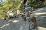 Dak Lak steps up controls after monkey attacks
