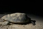 Rare sea turtles rescued from discarded fishing nets in Con Dao