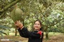 Dak Lak to host giant durian festival with record attempts
