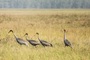 Tram Chim boosts red-crowned crane conservation efforts