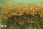 Two rare coral species found in Ca Mau marine reserve