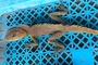 Ha Tinh resident hands over rare lizard to police