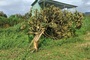 Thunderstorm topples hundreds of durian trees in Lam Dong
