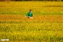 Can Tho to host Vietnam International Rice Festival in November