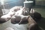 Lightning kills 50 pigs at Nghe An farm