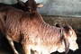 Lai Chau steps up response to lumpy skin disease in cattle