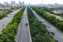 Hanoi bans 18 tree species from public spaces
