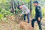 Vu Quang National Park releases 22 wild animals into the forest