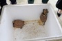 Daklak resident voluntarily hands over two golden mountain turtles