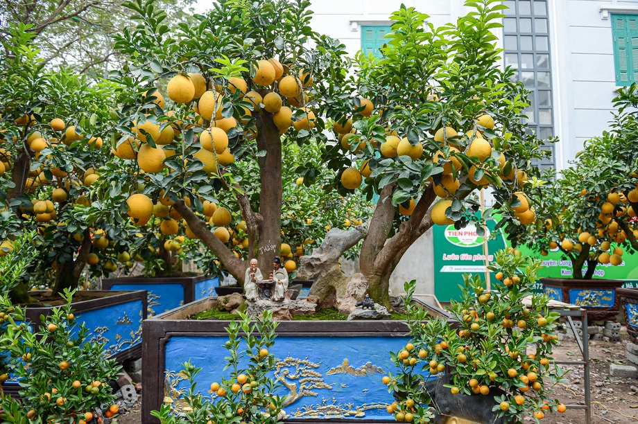 Bưởi cảnh giá chục triệu xuống phố đón Tết sớm
