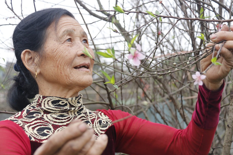 Người trồng đào phấn khởi vì thời tiết hứa hẹn vụ Tết ấm