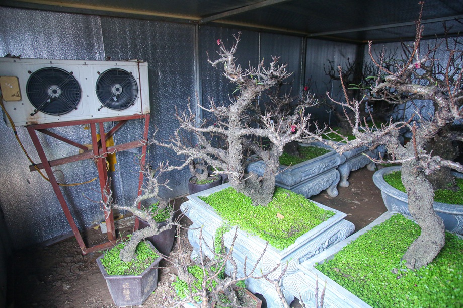 Đào tiến vua... nằm điều hòa chờ Tết