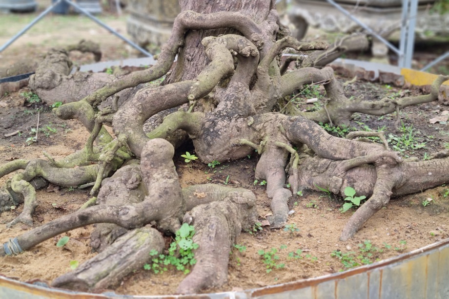 Cận cảnh cụ mai gần 200 tuổi ở Đà Nẵng