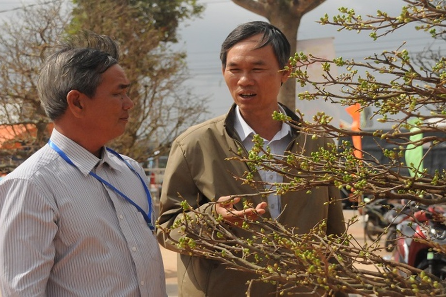 Chiêm ngưỡng những tác phẩm mai Tết có dáng độc giá hàng trăm triệu đồng