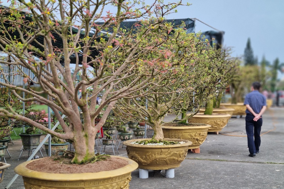 Chiêm ngưỡng hàng mai cổ thụ tại chợ hoa Tết Đà Nẵng