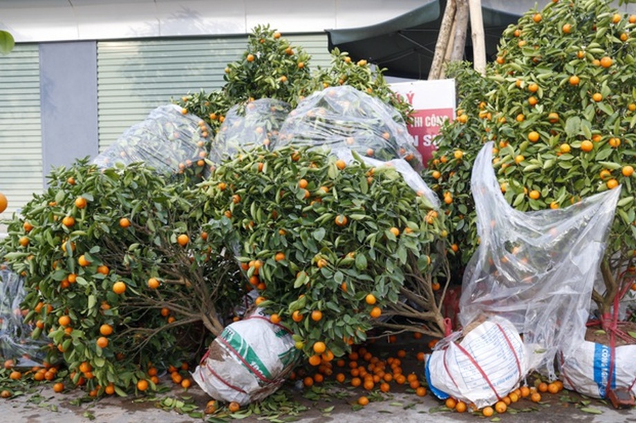 Quất, đào đổ gục trước Tết, dân buôn như ngồi trên đống lửa