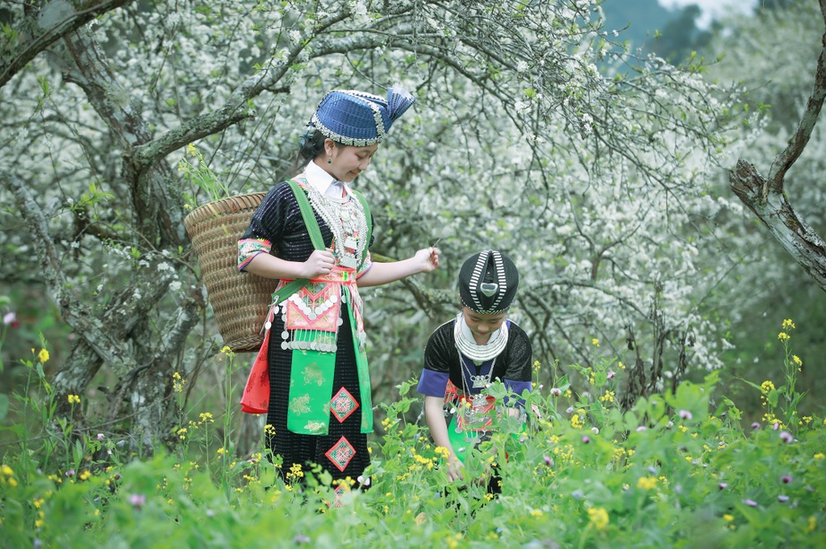 Lên cổng trời Mường Lống ngắm hoa mận bung nở đầu xuân