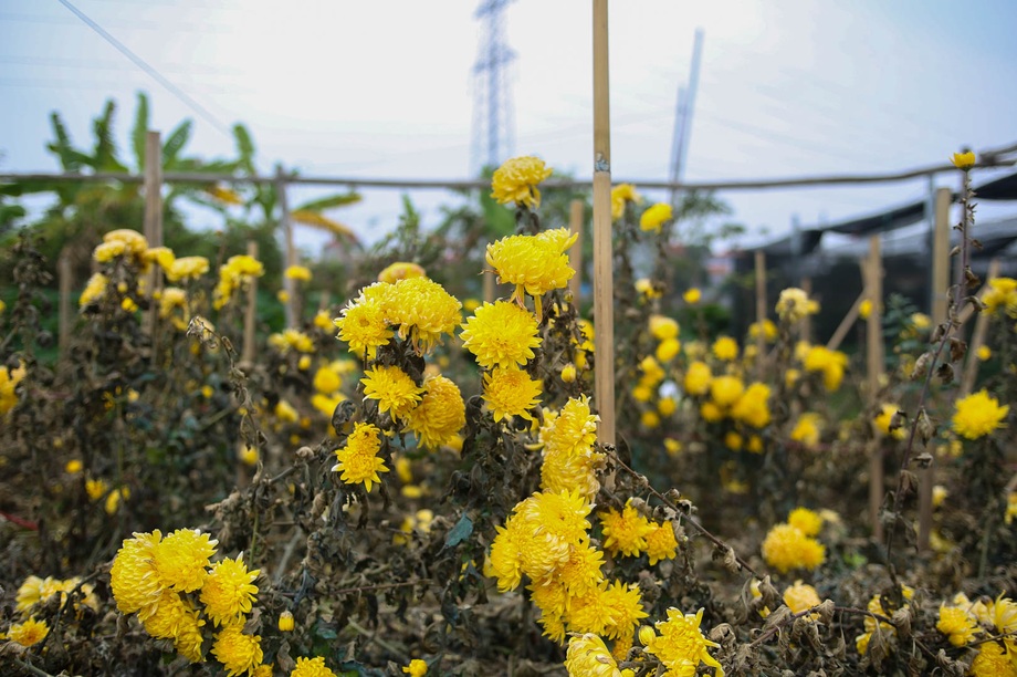 Ế ẩm vì dịch, hoa chết khô giữa đồng, bị vứt bỏ như rác