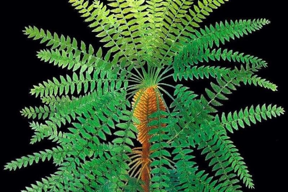 Hóa thạch thực vật 300 triệu năm hé lộ bí mật của tiến hóa