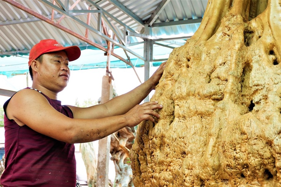 Gốc bằng lăng cổ thụ nổi vân, u nần tự nhiên đẹp như được chạm trổ