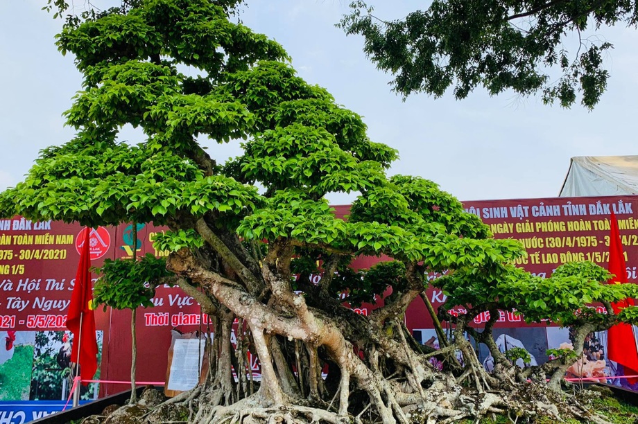 Cây sanh có dáng cực độc chỉ để ngắm vì chủ nhất quyết không bán