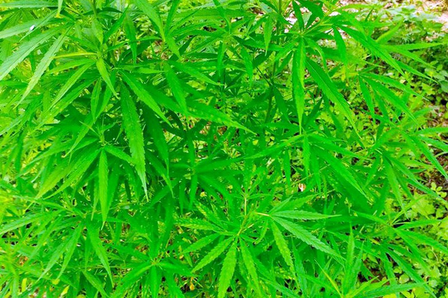 Người đàn ông ngoại quốc biến bãi giữa sông Hồng thành vườn cần sa