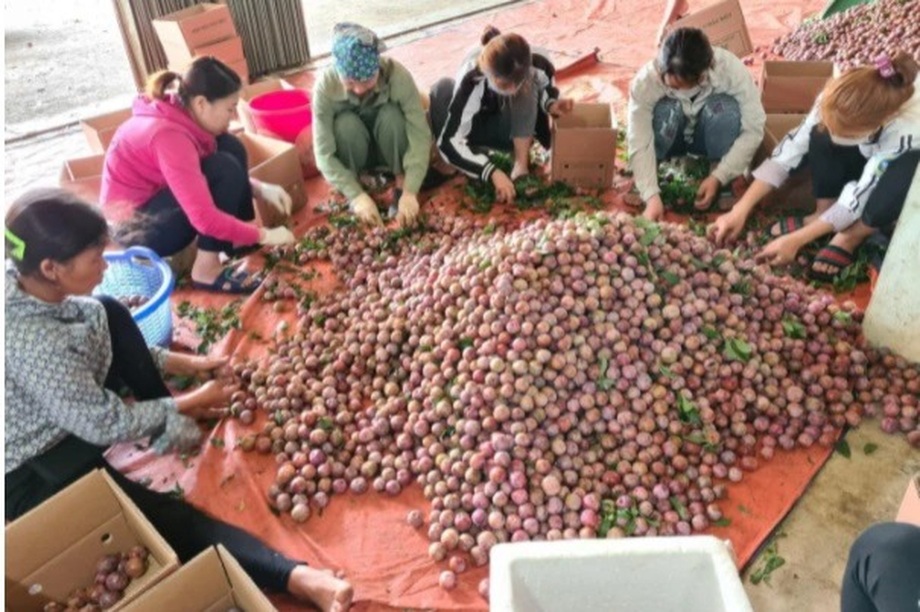 Một tuần nông dân 5 tỉnh bán hết 200 tấn nông sản trên sàn TMĐT